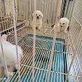 广州家庭养犬拒绝异地盲买幼犬，本地繁育降低狗狗应激生病风险
